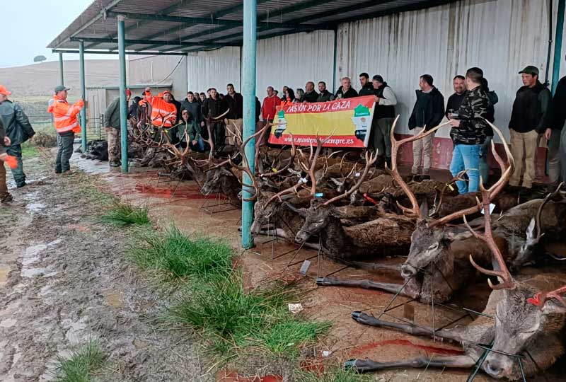 Resultado Montería Valle del Cijara 2024 Monteros de Siempre